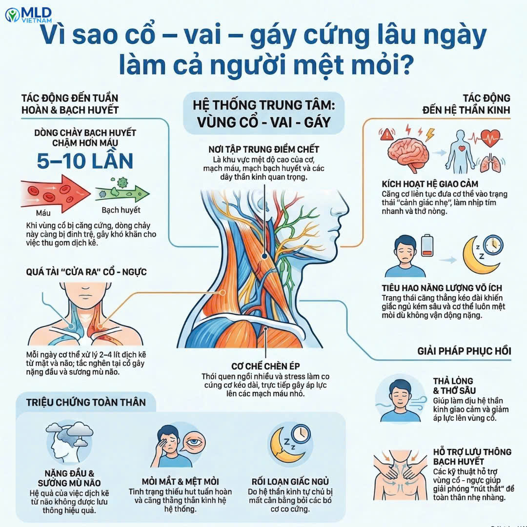 Vì sao cổ – vai – gáy cứng lâu ngày làm cả người mệt mỏi?
