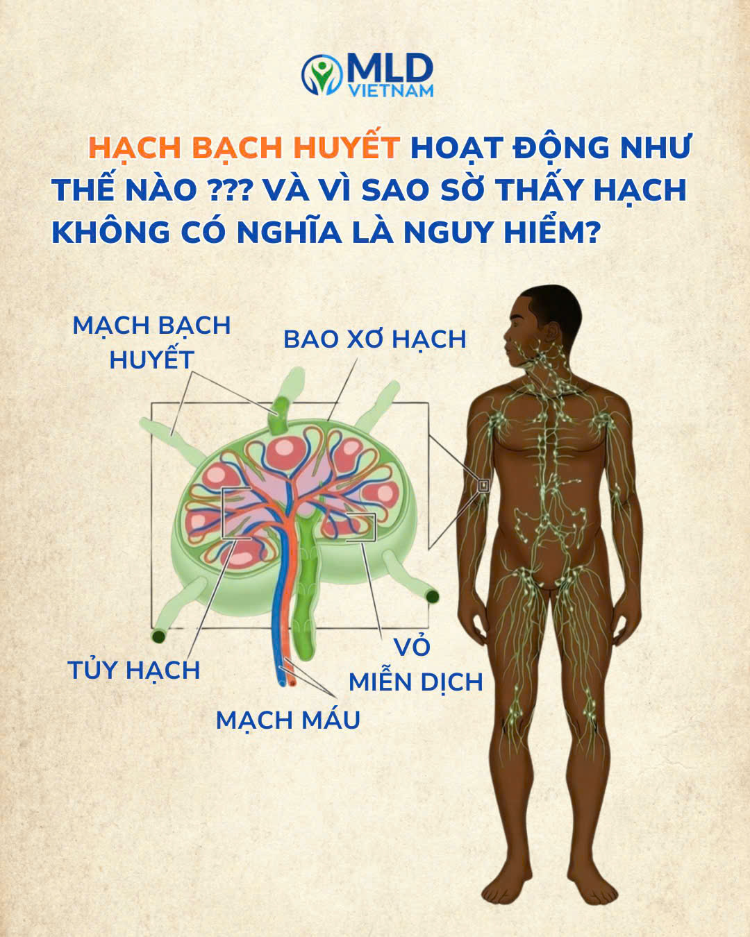 Khi hạch sưng thì có nguy hiểm không?