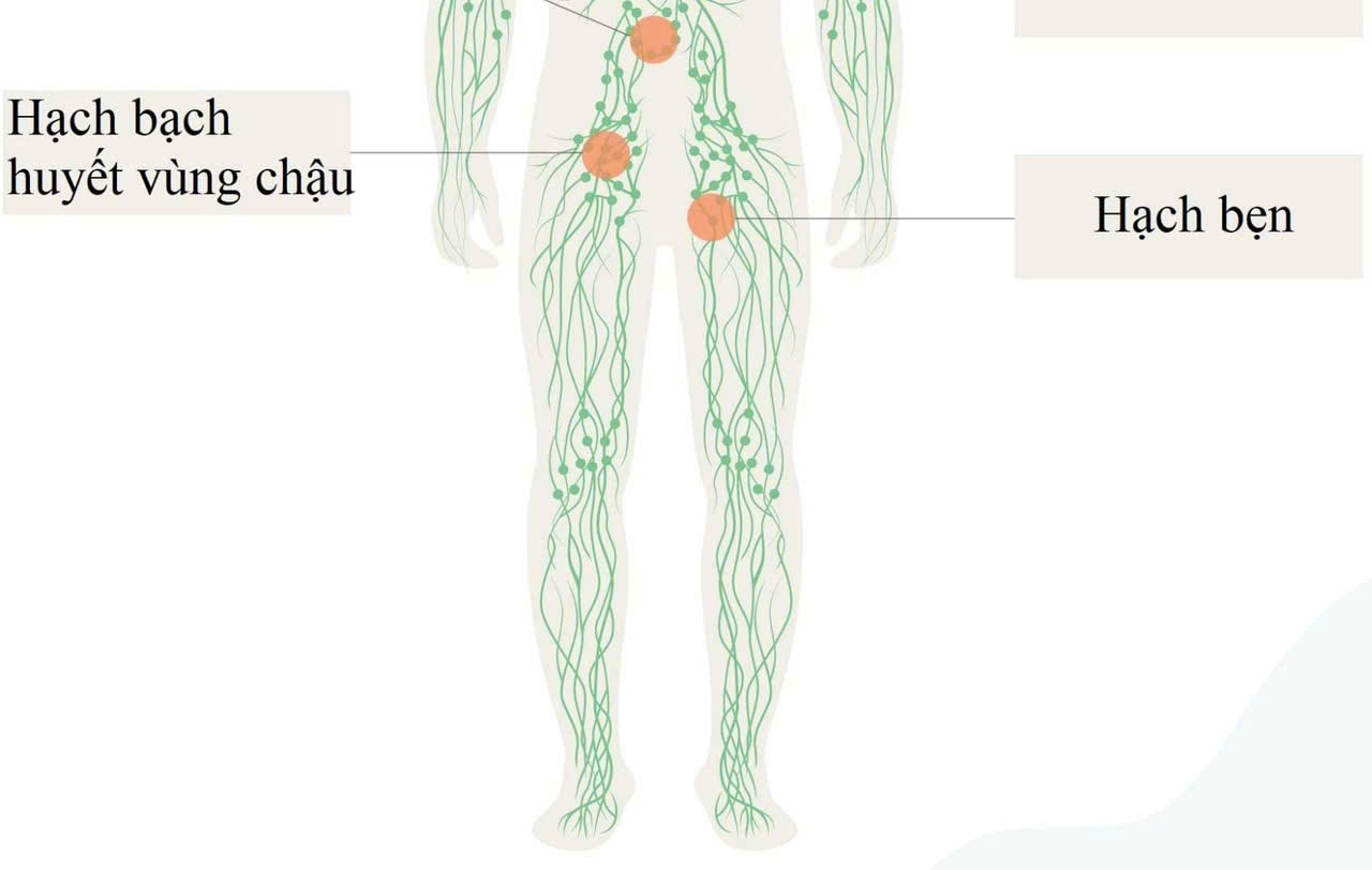 Dịch vụ chăm sóc hệ bạch huyết Vùng Chân bằng dẫn lưu bạch huyết (MLD)