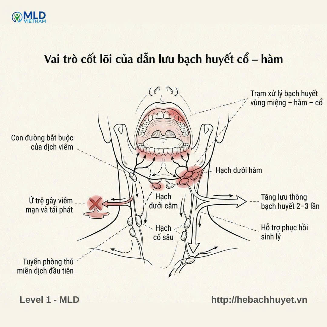 Vai trò của dẫn lưu bạch huyết cổ – hàm trong viêm miệng, loét miệng, viêm lợi tái phát