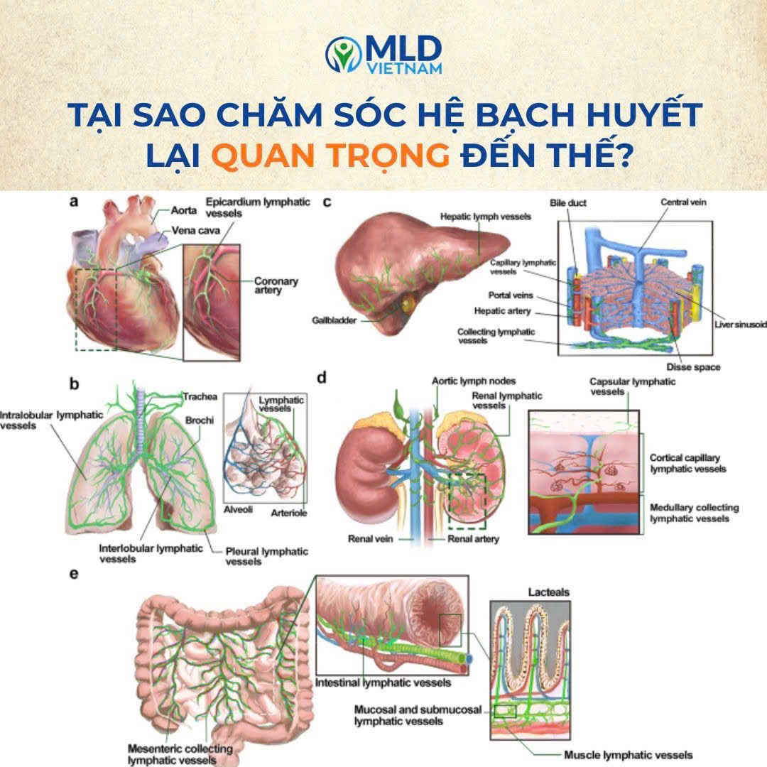 Hệ bạch huyết là gì?