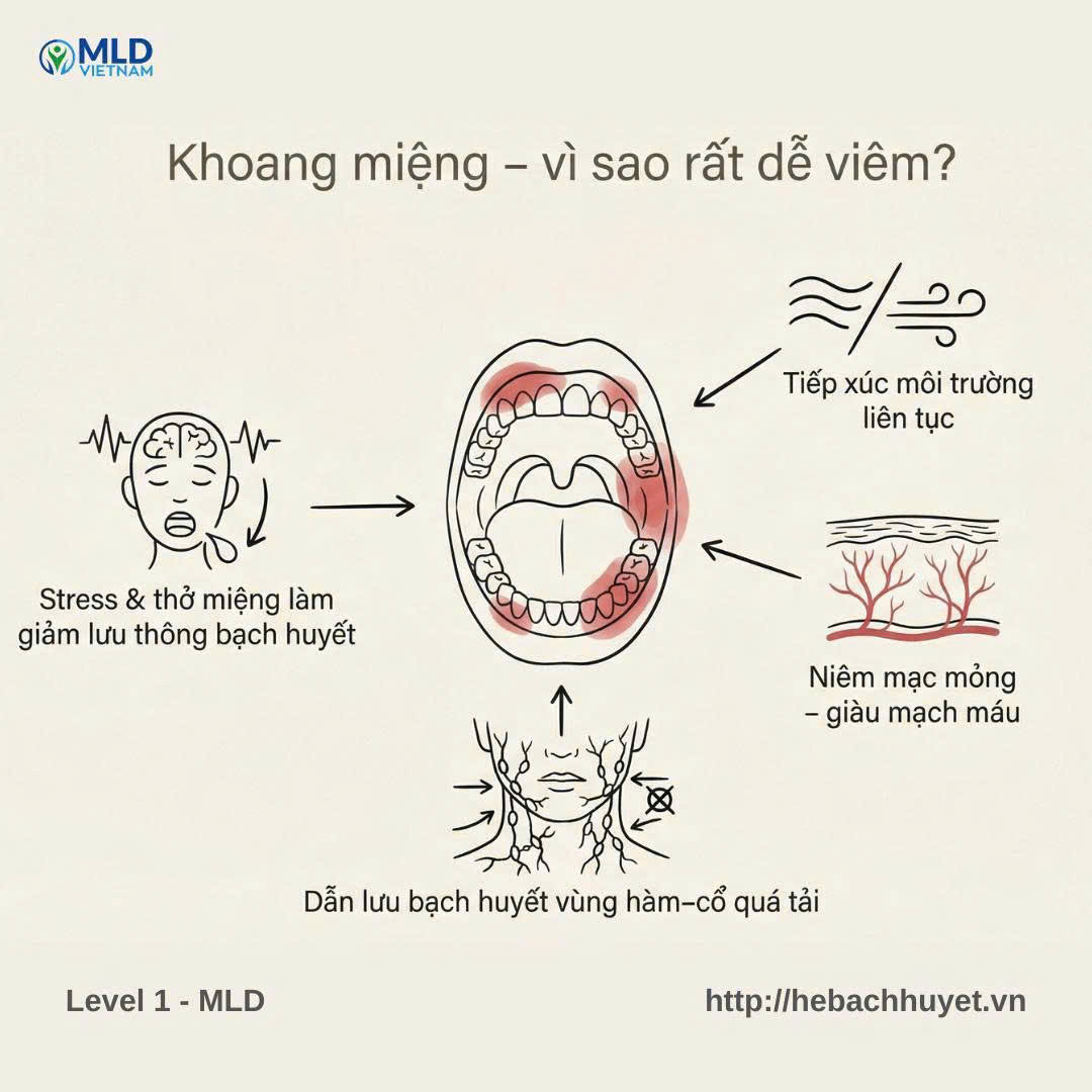 Khoang miệng – vì sao là nơi rất dễ viêm?