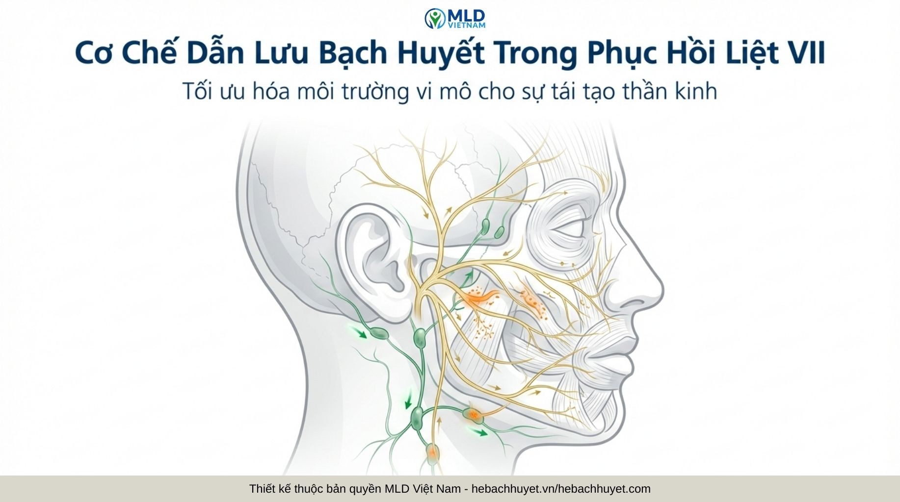 Dẫn lưu bạch huyết có thể hỗ trợ phục hồi liệt VII (liệt dây thần kinh mặt) như thế nào?