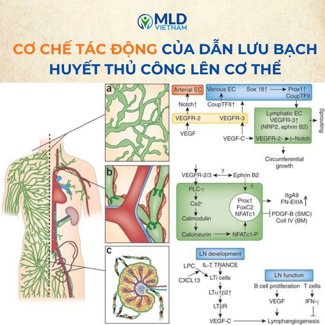 MLD tác động đến cơ thể theo cơ chế nào?