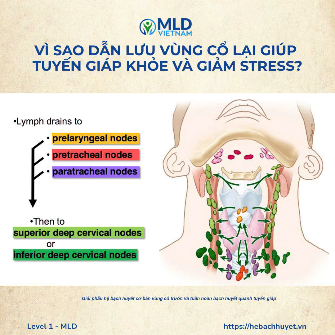 💫 Vì sao dẫn lưu vùng cổ lại giúp tuyến giáp khỏe và giảm stress?