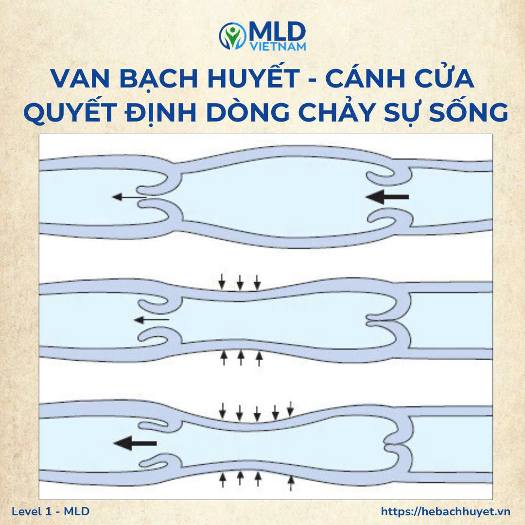 “Van bạch huyết: cánh cửa nhỏ bé quyết định dòng chảy của sự sống”